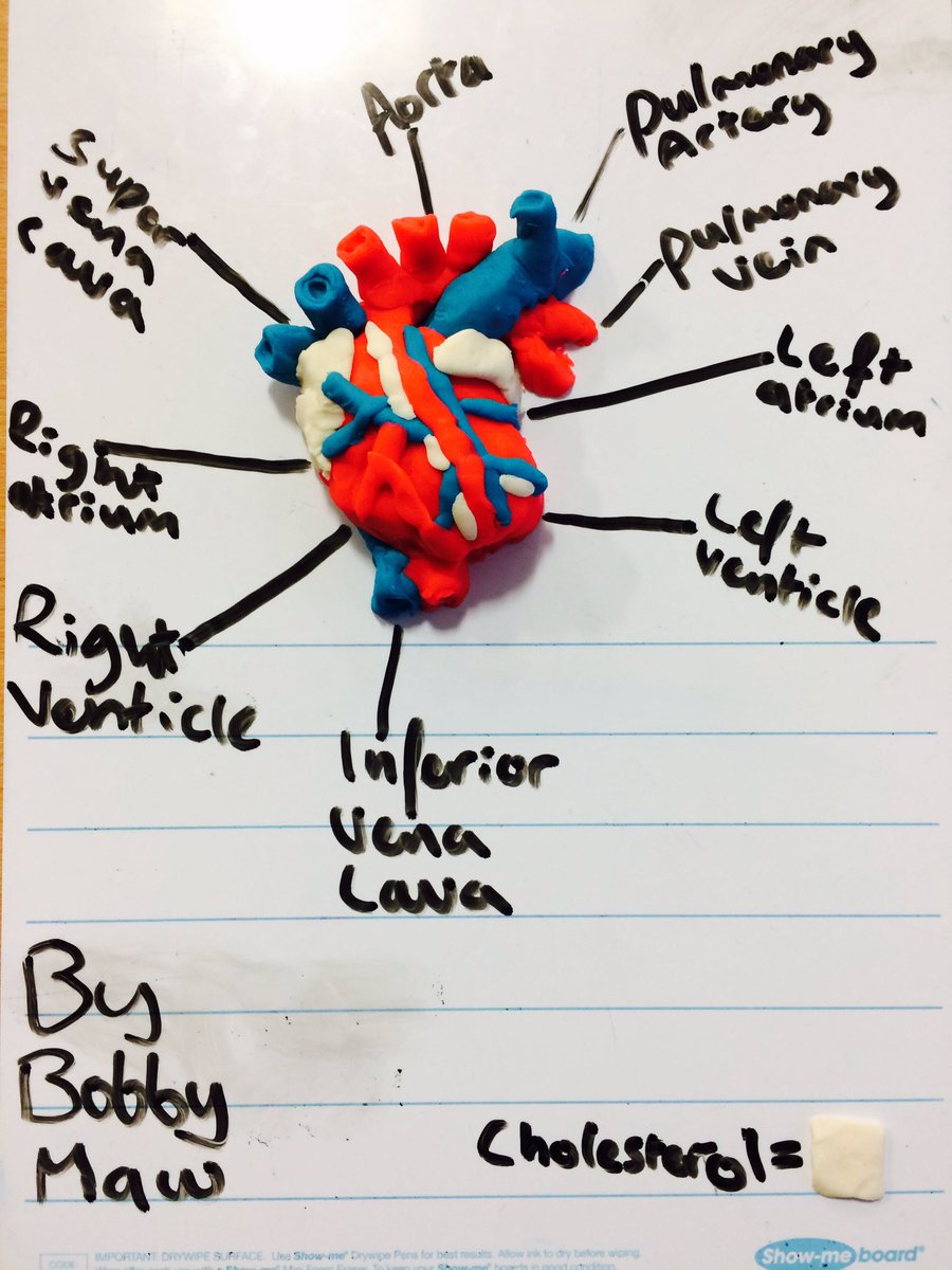 BobbyMawPT's tweet photo. Making a heart out of play-doh and labelling it @Katebarker1983 #AnatomyandPhysiology https://t.co/VY7mX7qM3u