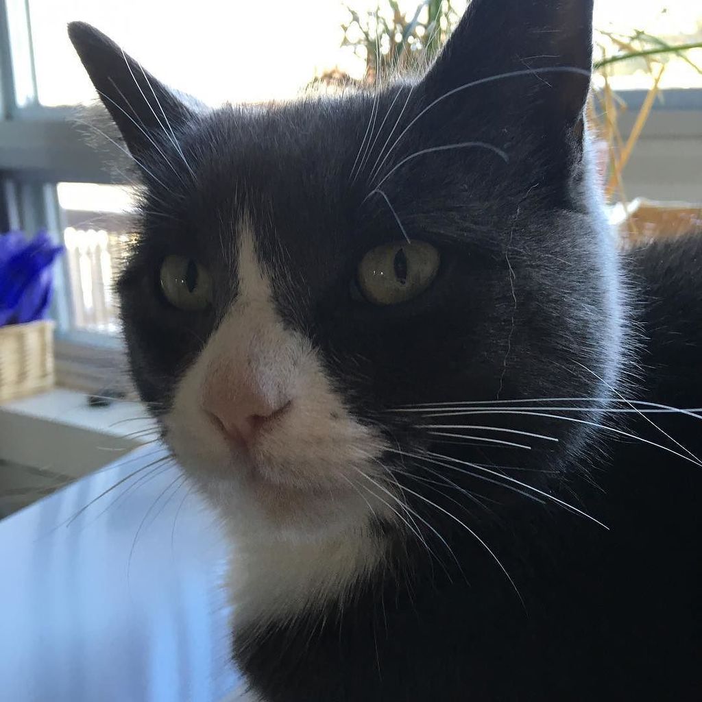bpellerin's tweet photo. Yes, I know I’m pretty. #kittychronicles https://t.co/gX2EOujMUO https://t.co/YvXn75EBz6