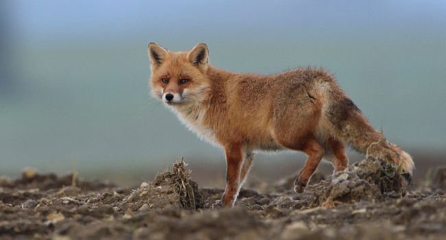 Stop à l’acharnement contre le #renard, animal utile à la collectivité &amp; au monde agricole, rempart naturel contre la maladie de #Lyme et avant tout un être vivant intelligent &amp; sensible parfaitement apte à ressentir la souffrance=>m.lpo.fr/j4Hle #CollectifRenardGrandEst