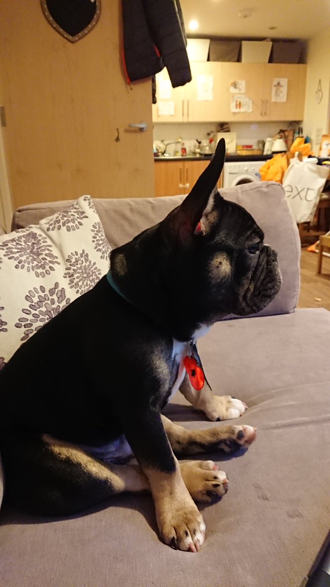 cprmustang's tweet image. Kion watching the squirrels out the window