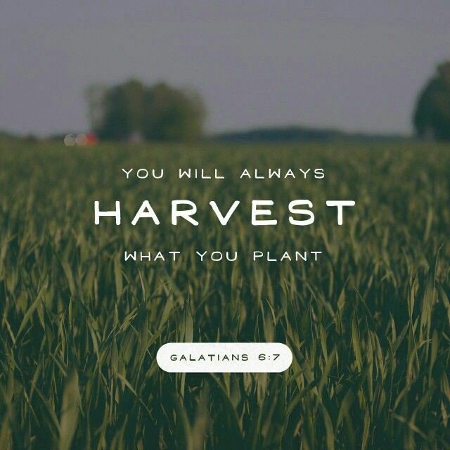 JoychickLaura's tweet photo. Choose your "seeds" wisely. https://t.co/3hOc8zp8lE