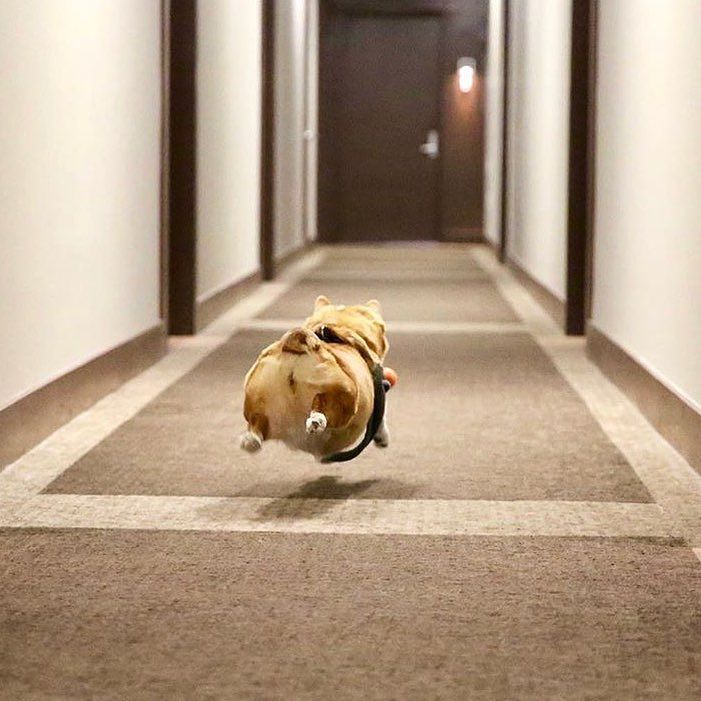 andthreecorgis's tweet photo. Check out the air on @naonaothecorgi โก๏ธโก๏ธโก๏ธ sometimes the tiniest of goals are reached ๐ #threecorgis #corgi โค๏ธโค๏ธโค๏ธ #fluffypack #pawsandpaws #corgi_feature #corgithecute #dogs_of_world https://t.co/dUjlMM9UhH https://t.co/5he15c1571