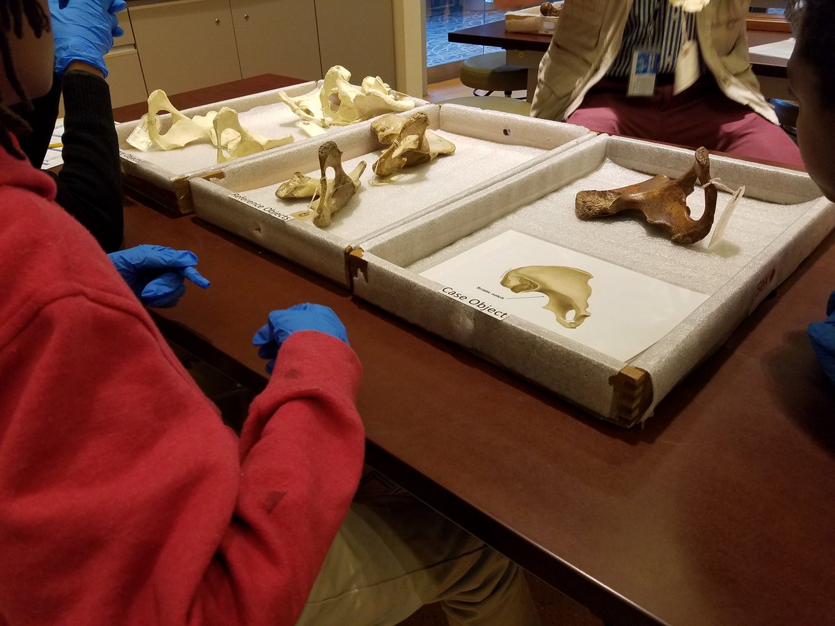 StuartHobsonSEM's tweet photo. SHMS 6th Grade SEM students solve a "Mystery at Yorktown" in Q?rius at the Smithsonian's National Museum of Natural History @SEMinDCPS @MatthewMReif @StuartHobsonMS https://t.co/zZZKRnQNu2
