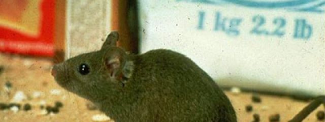 BugsByBrian's tweet photo. How Do I Know I Have a Rodent Problem? https://t.co/f9xsAf8E4p #Exterminator #PestControl #StLouis #StLouisCounty https://t.co/tfCh7CBvFR