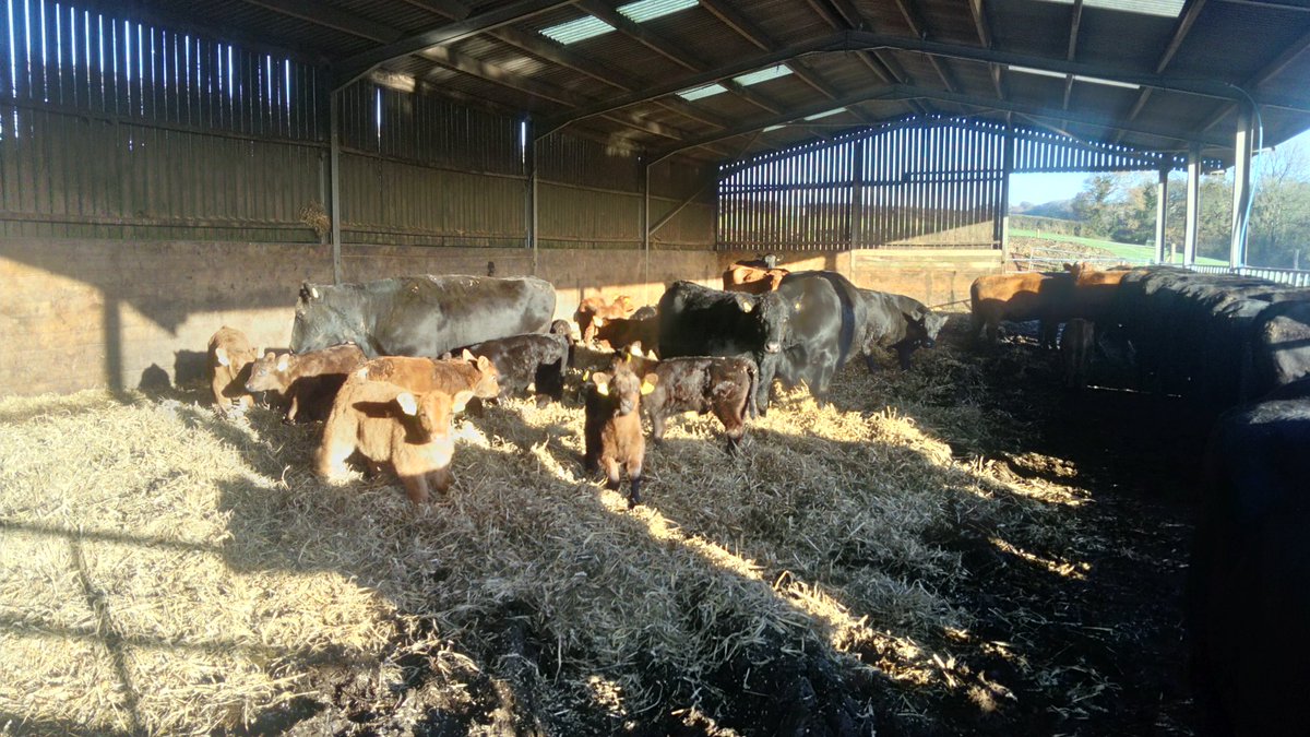 cvfarming's tweet photo. Calving has ended for our small autumn group, 104% live (and still living!) no assistance. Angus cattle doing what they do best #productiveefficiency https://t.co/tXQRS6QFYx
