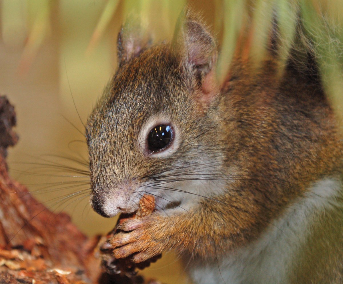 TStechCronkite's tweet photo. How am I supposed to pick just one of these beautiful pictures of the adorable Mount Graham red squirrel to run with my story? Thanks @PhoenixZoo for the pictures and letting me learn a bit about conservation. https://t.co/x7b7eQgmhb