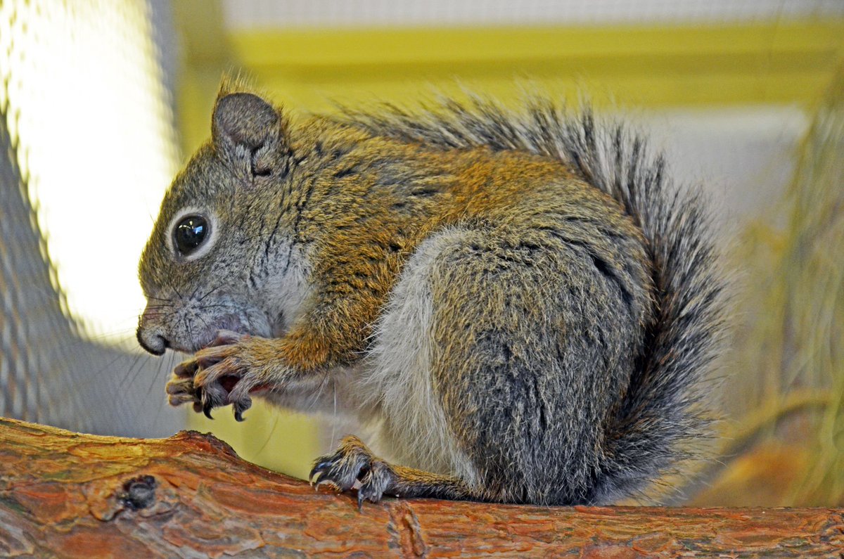 TStechCronkite's tweet photo. How am I supposed to pick just one of these beautiful pictures of the adorable Mount Graham red squirrel to run with my story? Thanks @PhoenixZoo for the pictures and letting me learn a bit about conservation. https://t.co/x7b7eQgmhb