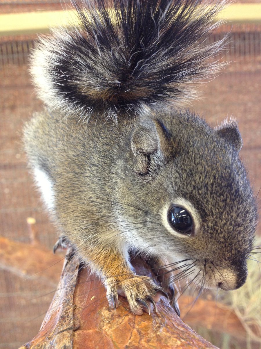 TStechCronkite's tweet photo. How am I supposed to pick just one of these beautiful pictures of the adorable Mount Graham red squirrel to run with my story? Thanks @PhoenixZoo for the pictures and letting me learn a bit about conservation. https://t.co/x7b7eQgmhb