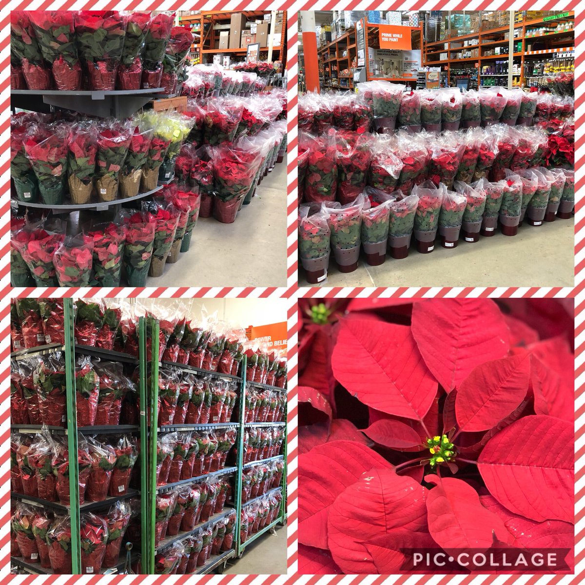 HomeDepot6552's tweet photo. Fresh poinsettias have arrive at your Amarillo Home Depot! Multiple sizes &amp; varieties to help decorate your home for the holiday season! #HappyHolidays #Amarillo https://t.co/caEA78uEHc