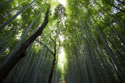 CravingJapan's tweet photo. Photo By Jason Ortego | Unsplash 
 #japanese #japan_daytime_view #japanesegirl #japantrip #japan_of_insta https://t.co/rsUn4MMgS6