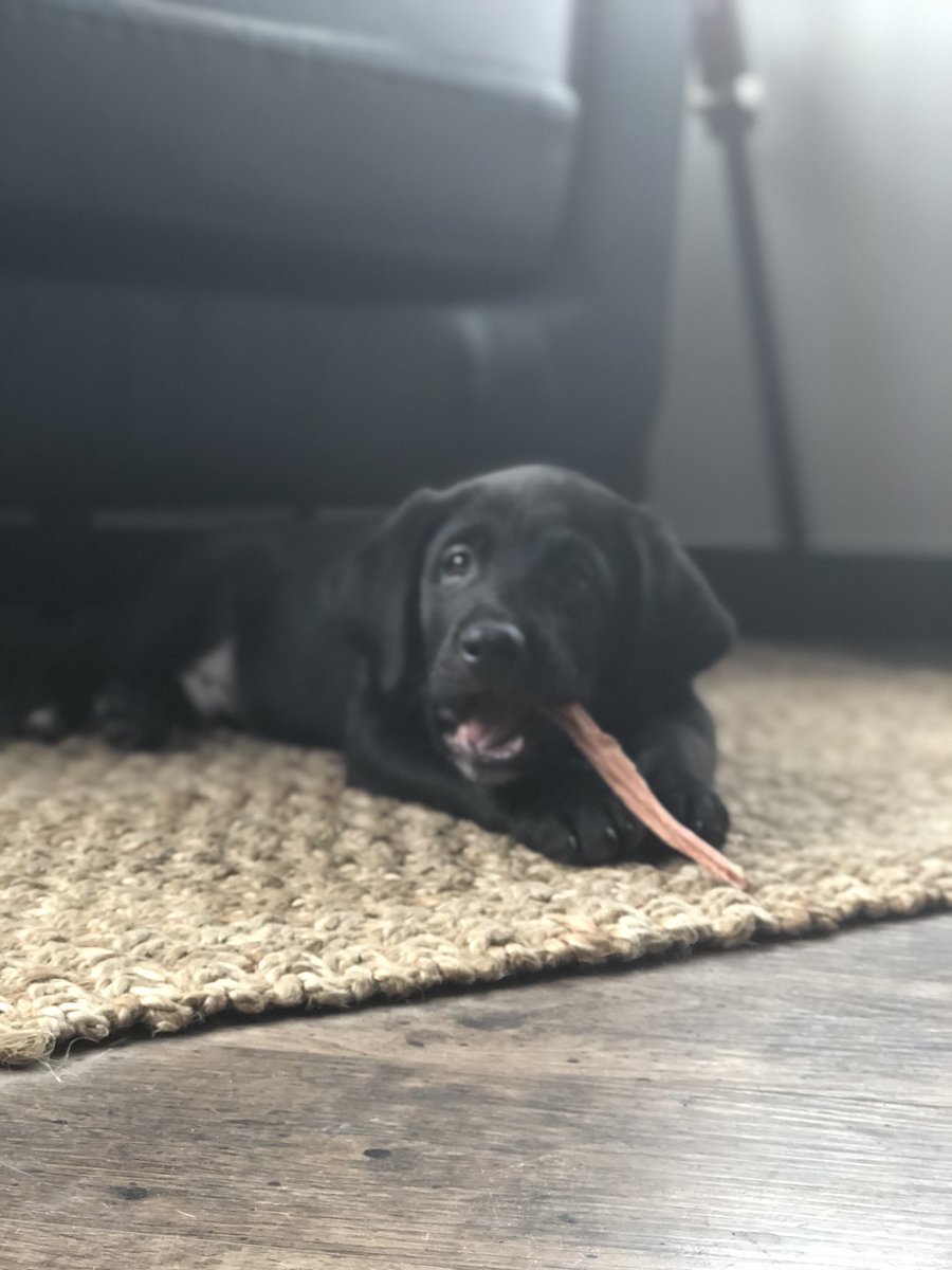 WilliamJBachman's tweet photo. Moose https://t.co/DsmXQ6WrfQ