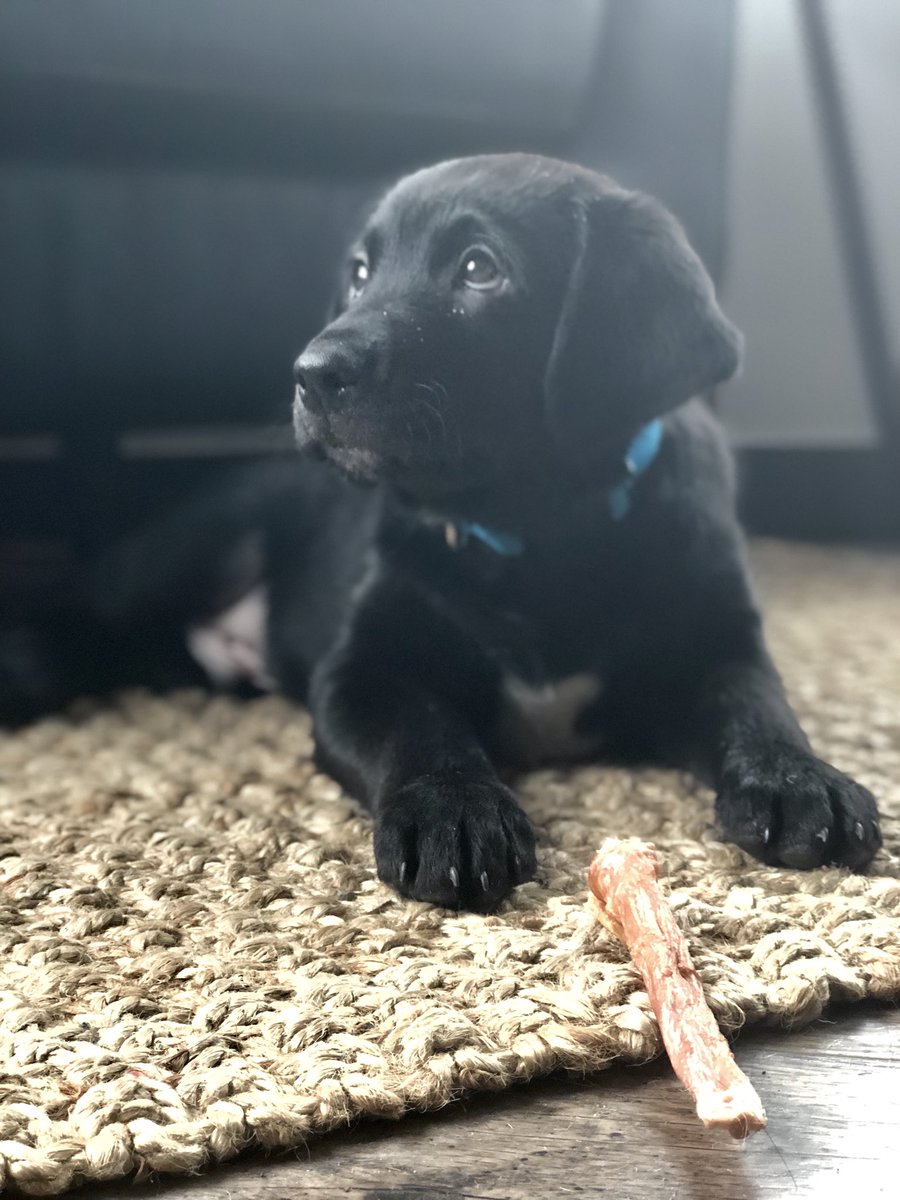 WilliamJBachman's tweet photo. Moose https://t.co/DsmXQ6WrfQ