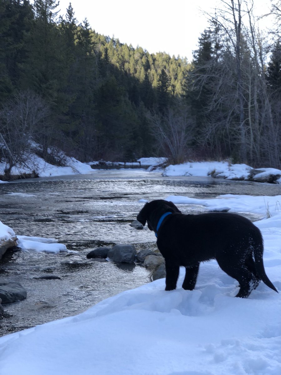WilliamJBachman's tweet photo. Moose https://t.co/DsmXQ6WrfQ