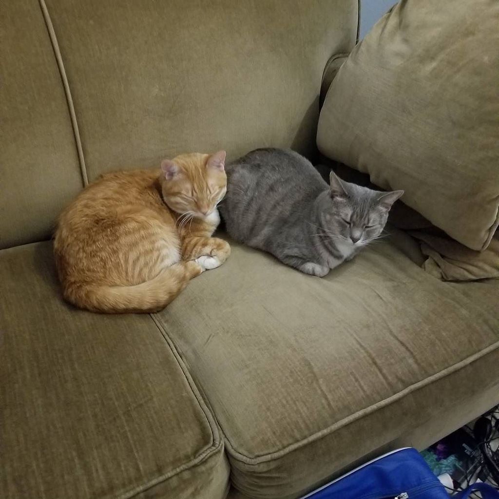 muchredink's tweet photo. Clearly I am not permitted to write from my usual spot in the couch after lunch. #sparkycat #watsoncat #cats #catsofinstagram #nanowrimo #amwriting https://t.co/b5rF5VrHnH https://t.co/MZ6VgL3wMc