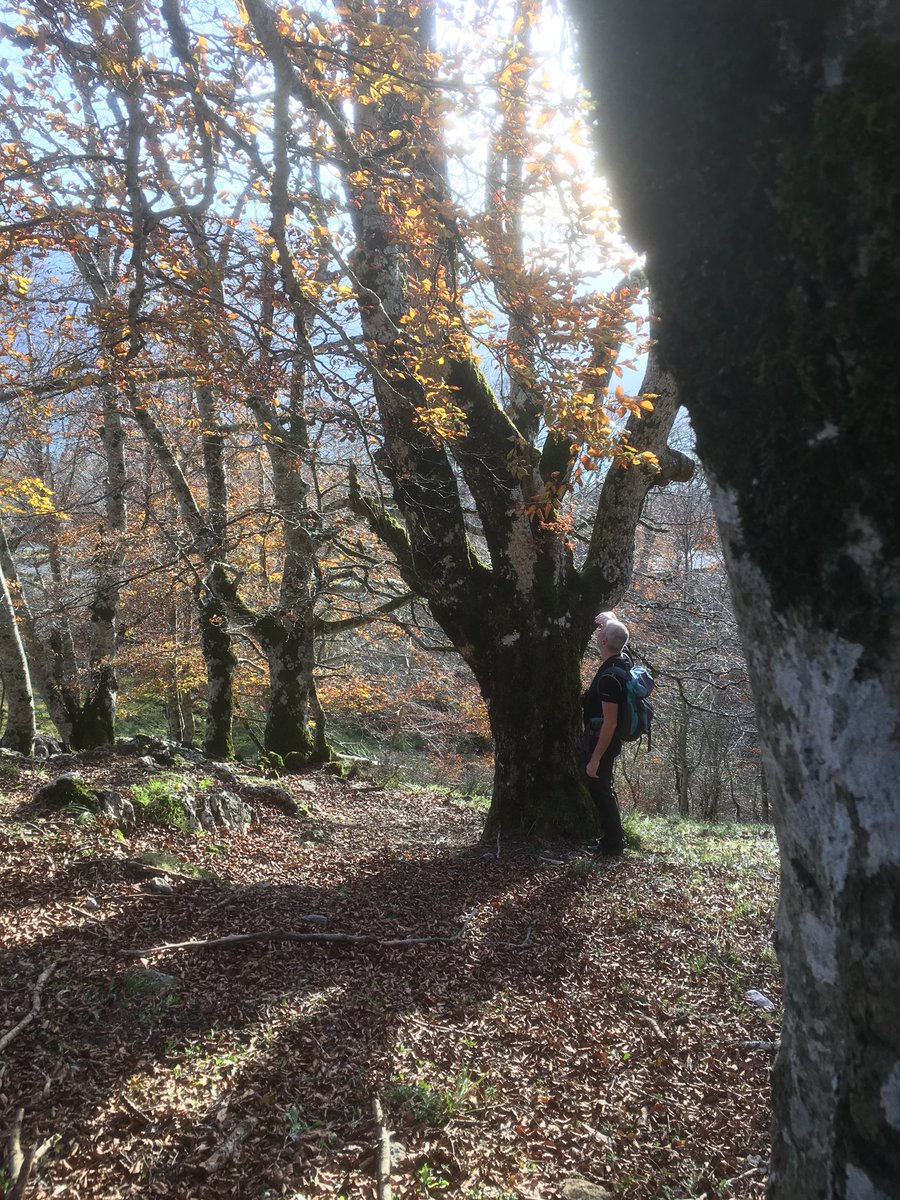 ProNaturaSE's tweet photo. Pollard pornography in Navarra, Spain! https://t.co/bqFwUioxZ0
