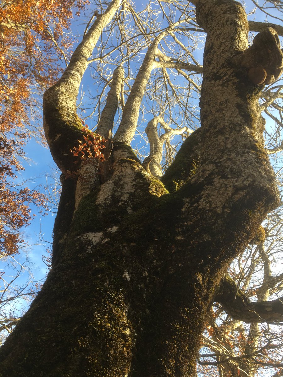 ProNaturaSE's tweet photo. Pollard pornography in Navarra, Spain! https://t.co/bqFwUioxZ0