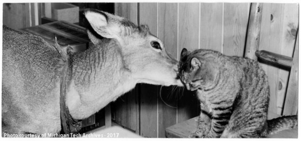 mtuarchives's tweet photo. #Catsgiving brings your extended family together during the holiday season. https://t.co/t0vh7K8Ecx