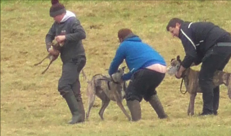 banbloodsports's tweet photo. @DonegalSpca Renewed calls for a ban on cruel coursing as latest video footage shows   hares severely mauled  https://t.co/8fOW6T3xpu https://t.co/hI8mSHxZ1s