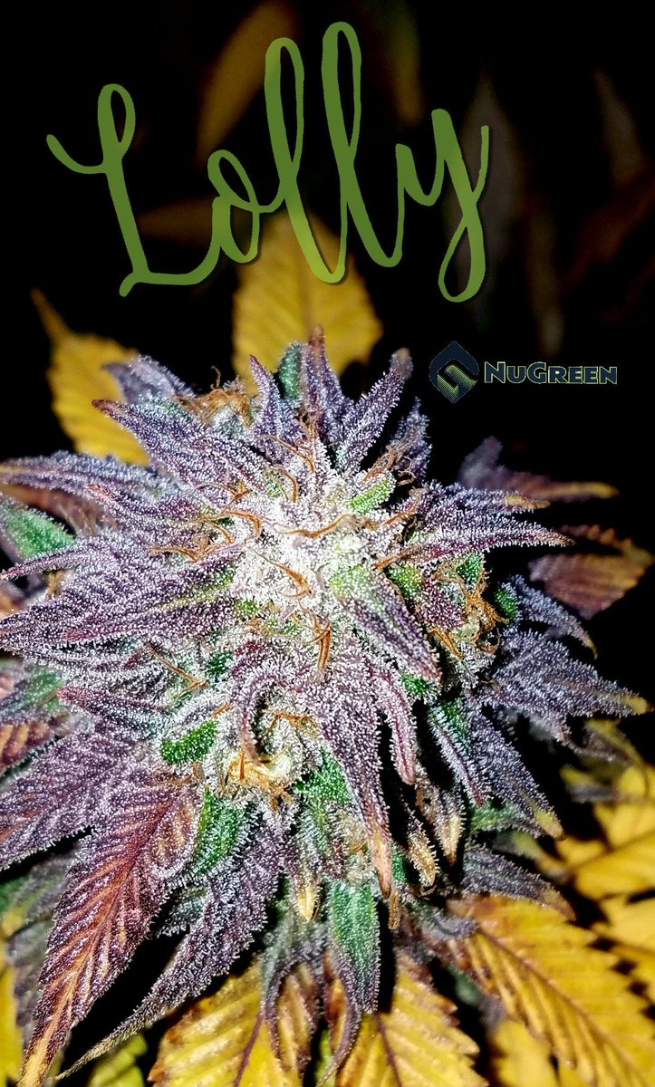 NuGreenWA's tweet photo. The lovely Miss #LOLLY, #social, #sweet and #sexy.  Always the most popular girl at the party.   Definitely the one you want to take home at the end of the night! #nugreen #gotogrower #lifted #musttry #exclusivestrain https://t.co/jEsMzb5dvz