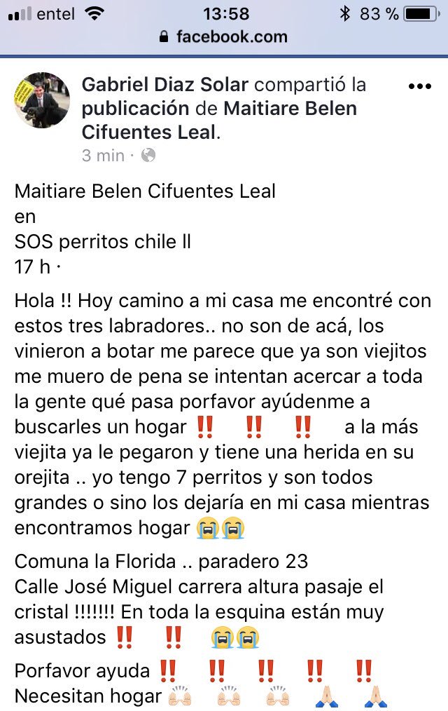 Claudiya21's tweet photo. Atención #Animalistas #laflorida botaron 3 Labradores x Viejitos!! Paradero 23 AYUDA @bartorell @patrmarsh @Alexis_Sanchez @TonkaTP “RT” x favor https://t.co/ag58OFLJ3l