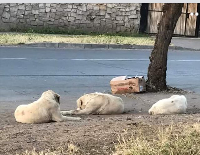 Claudiya21's tweet photo. Atención #Animalistas #laflorida botaron 3 Labradores x Viejitos!! Paradero 23 AYUDA @bartorell @patrmarsh @Alexis_Sanchez @TonkaTP “RT” x favor https://t.co/ag58OFLJ3l