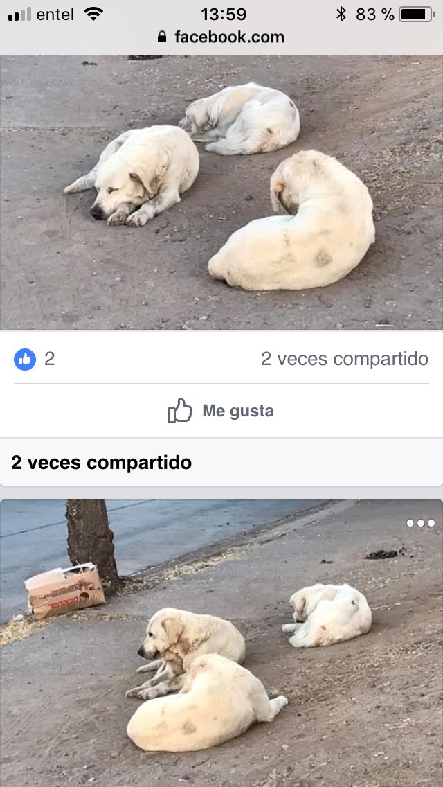 Claudiya21's tweet photo. Atención #Animalistas #laflorida botaron 3 Labradores x Viejitos!! Paradero 23 AYUDA @bartorell @patrmarsh @Alexis_Sanchez @TonkaTP “RT” x favor https://t.co/ag58OFLJ3l