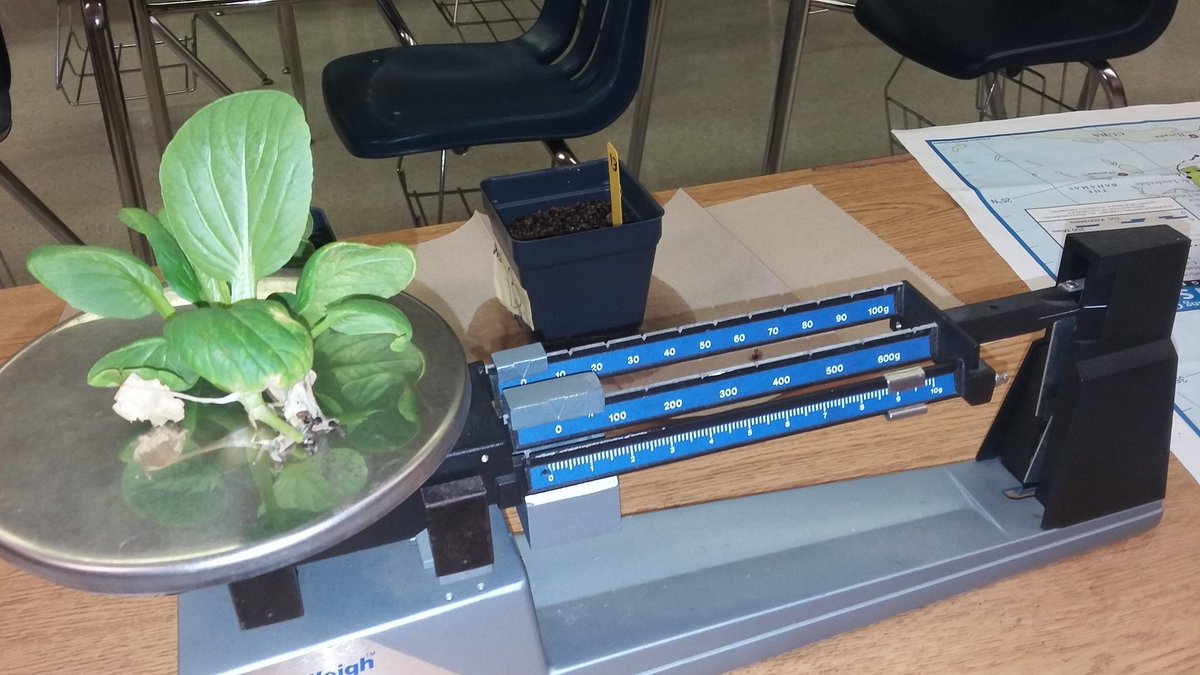 MacArthurSouth's tweet photo. 7361, @MacArthurSouth,  #GrowBeyondEarth, determining biomass, old school. https://t.co/Kxold2Kyue