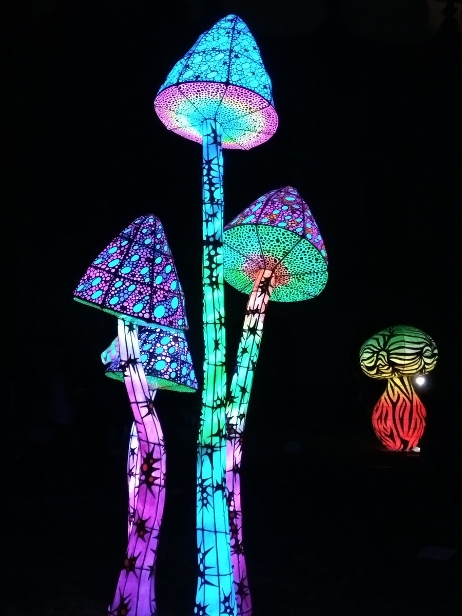 ruymarzano's tweet photo. Hermosos hongos de luz en el Zócalo dentro del museo de las culturas #FiluxCDMX !!😀😀😀
Amigo @Beto35662291 fuiste?
@dannurbina @Gigibolas @_aileen @PeriodicoZocalo @_CiudadDeMexico @revistaokmexico @RevistaZocalo @TurismoCDMX https://t.co/3WLGjEZ47l