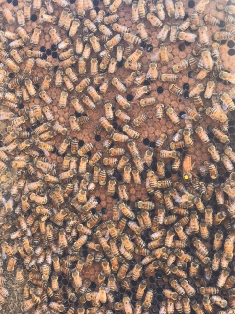 MasseyHoneyCo's tweet image. Queenfinder- can you find her? One of the hives we #requeened in August and looking good! Nice and gentle with an excellent #broodpattern. 

#queenfinder #queen #queenfindher #broodnest #pollen #rawhoney #apiculture
