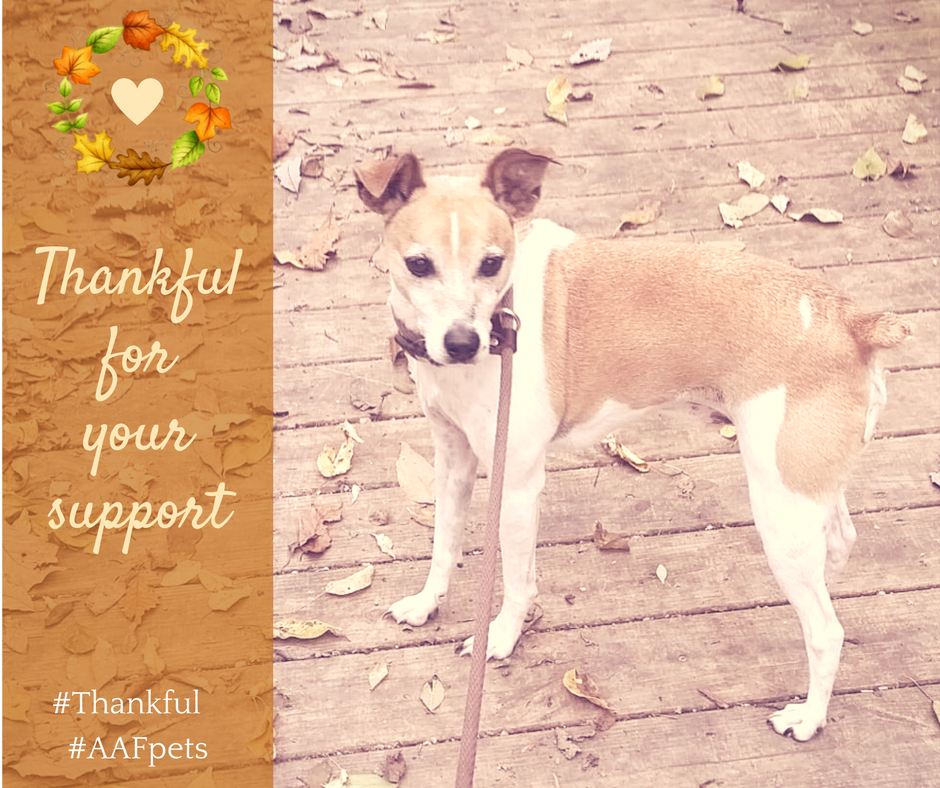 AAFPets's tweet image. #Thankful #AAFpets