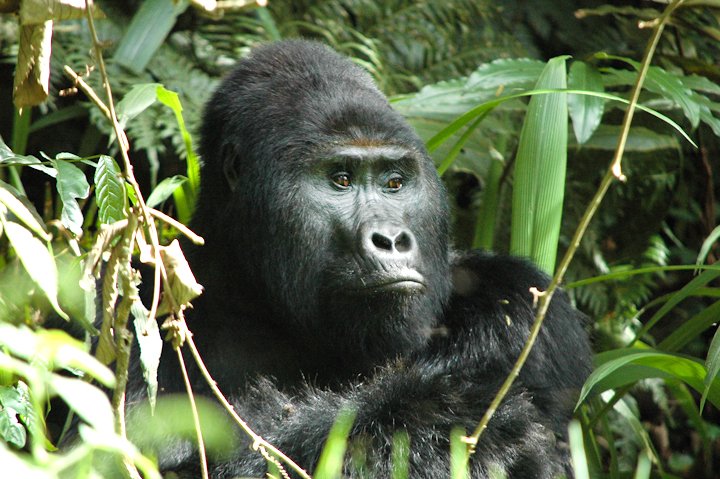 GorillaDoctors's tweet photo. Nkuringo group #mountaingorillas were visited by Dr. Fred for a health assessment in #Bwindi #Uganda. Our Uganda #FieldVet reports that all 12 group members were in good visual health! https://t.co/wlhpU6Uj0v