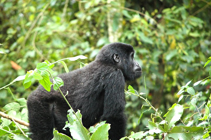 GorillaDoctors's tweet photo. Nkuringo group #mountaingorillas were visited by Dr. Fred for a health assessment in #Bwindi #Uganda. Our Uganda #FieldVet reports that all 12 group members were in good visual health! https://t.co/wlhpU6Uj0v