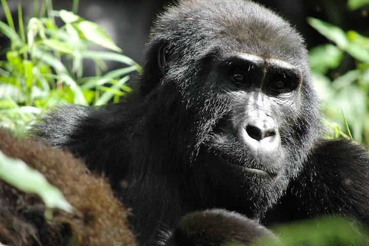 GorillaDoctors's tweet photo. Nkuringo group #mountaingorillas were visited by Dr. Fred for a health assessment in #Bwindi #Uganda. Our Uganda #FieldVet reports that all 12 group members were in good visual health! https://t.co/wlhpU6Uj0v