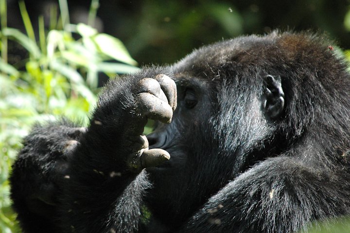 GorillaDoctors's tweet photo. Nkuringo group #mountaingorillas were visited by Dr. Fred for a health assessment in #Bwindi #Uganda. Our Uganda #FieldVet reports that all 12 group members were in good visual health! https://t.co/wlhpU6Uj0v