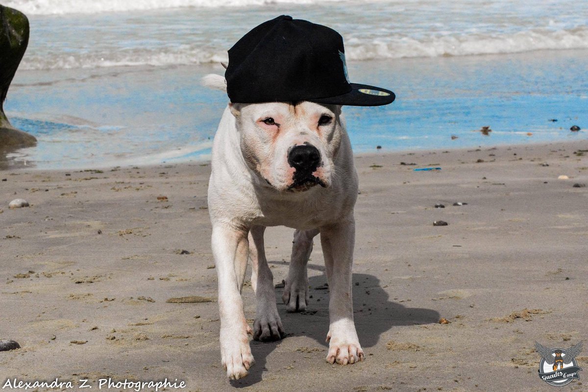 icecrimeamstaff's tweet photo. Dogmodel at the beach 🐶 Photo by Alexandra Z. Photographie at the walk of Gueules d'Anges Association
#dogmodel #styleinfluencer #photomodel #lovemodel https://t.co/0hCwdy4wzM