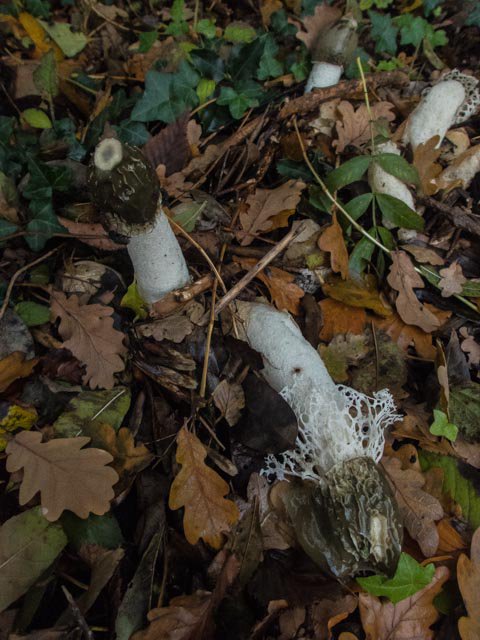 Landgoed Te Werve is een prachtige trouwlocatie in <a href="/Gem_Rijswijk/">Gemeente Rijswijk</a> . Dat vinden deze Stinkzwammen ook. De dame draagt al een sluier.