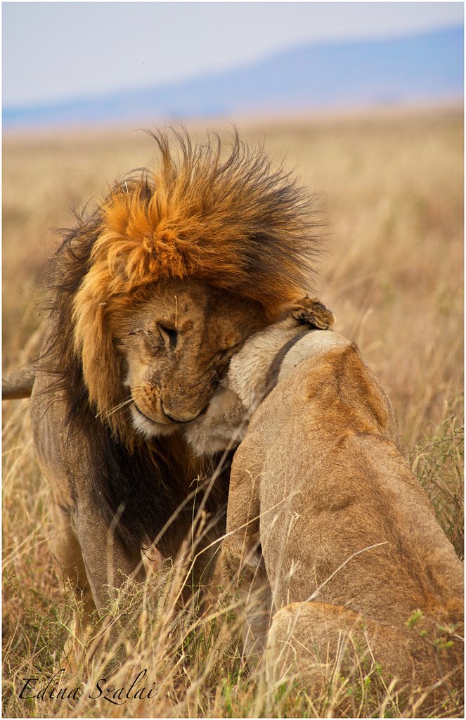 derickijohnson's tweet photo. A lion’s lounge
In majesty
And at one with all
The hunter
Isn’t hungry
But drawn by darker call
His sight is on
An unearned prize
His dream
A mount on his wall
I think what is wrong with Man
Is anger o’er the Eden fall
And every
Single #TrophyKill
A pot shot fired at God
#fsmpy https://t.co/3YqGvZrcCf