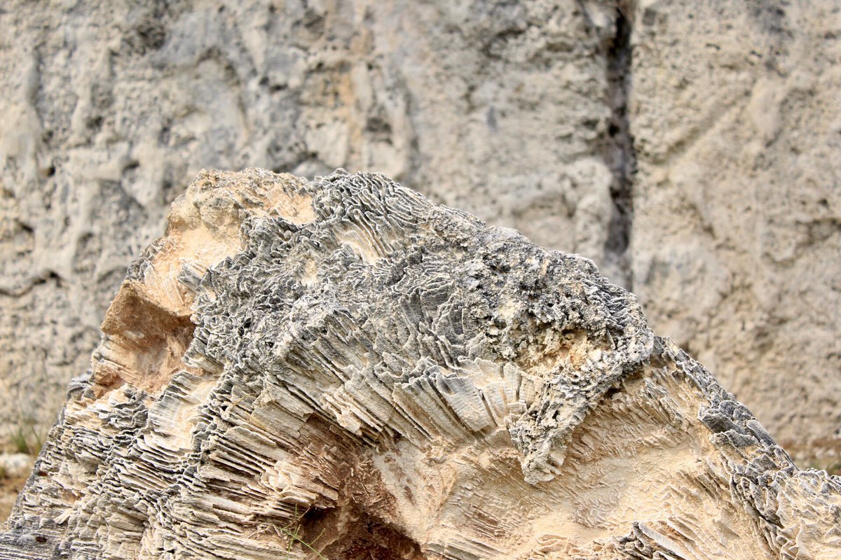 FloridaKeys's tweet photo. Who thinks they know their #FloridaKeys? Where was this picture of a fossilized reef taken? π #travel #visitflorida #visitflkeys #reef #fossilized #guesswhere #science https://t.co/FWSwBtb9qv