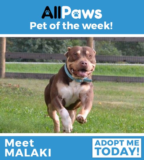 AllPawsWebsite's tweet photo. Despite being 85 pounds, Malaki will insist on sitting on your lap - the better to give you all the love! Learn more about Malaki here: https://t.co/2M5WNNlkON https://t.co/a1TC0QUHhi