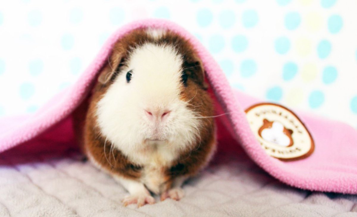 The HappyCavy.com  #guineapig webcams are back online! Tune in to watch Winnie and Rosie spend their day doing things guinea pigs do (mostly eating and sleeping). Enjoy! 🐹💤