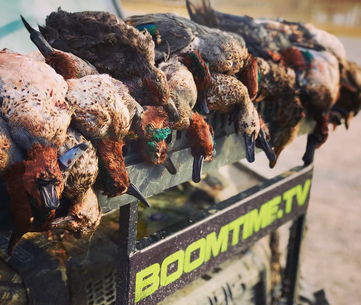 BOOMTIMETV's tweet photo. Tuesday’s are “tealriffic” in the BOOMTIME blind. #BandedNation #BandedBrands #AveryOutdoors
#AveryGHG  #BlackCloudAmmo https://t.co/Z3w8Vro55Q