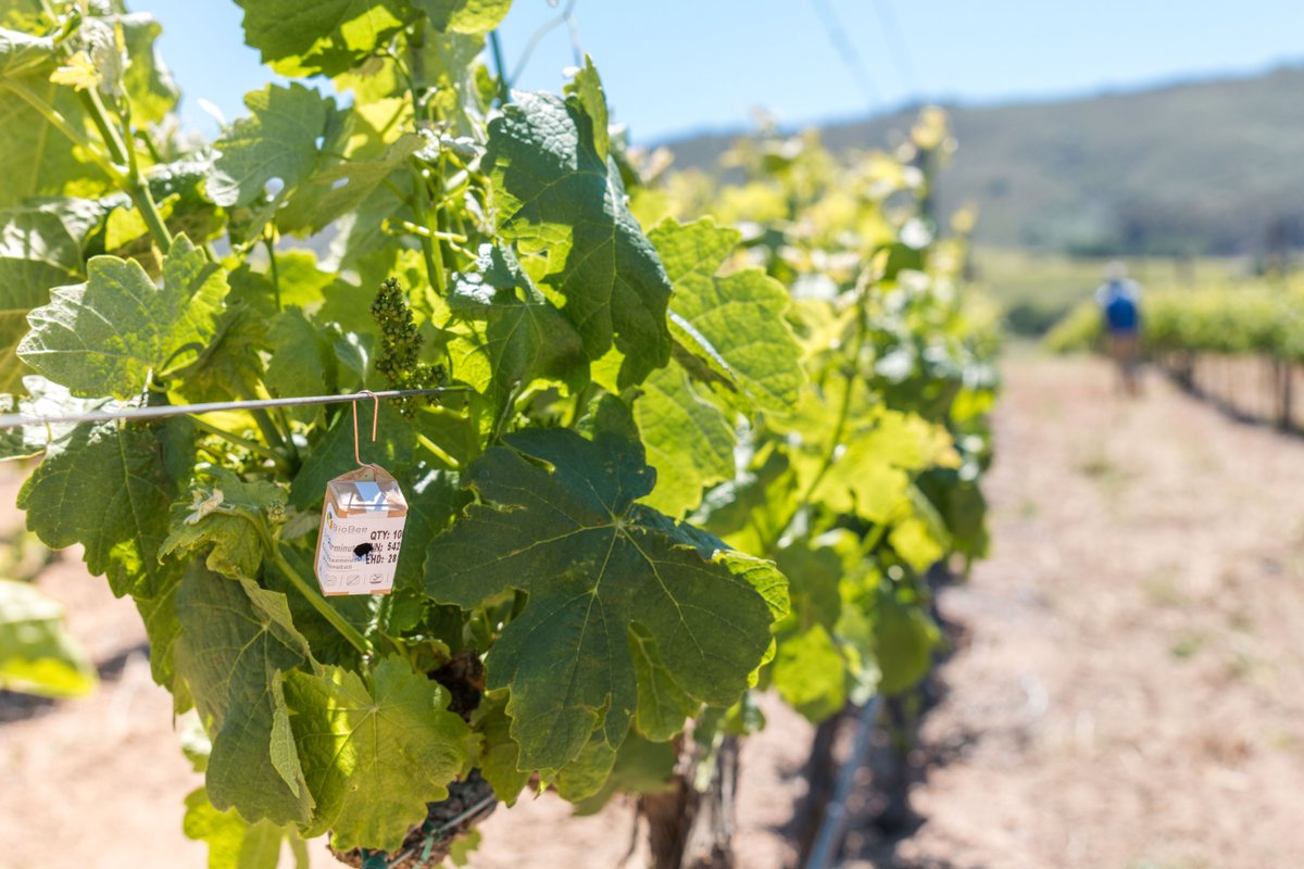 FairviewWine's tweet photo. These little boxes contain eggs, which will hatch into tiny wasps which help to control any vine mealybugs which might appear. Since they specifically target mealybugs, there's no worry about them causing any damage to local insect populations! #winemaking #environment https://t.co/UFiRp8Ffpo
