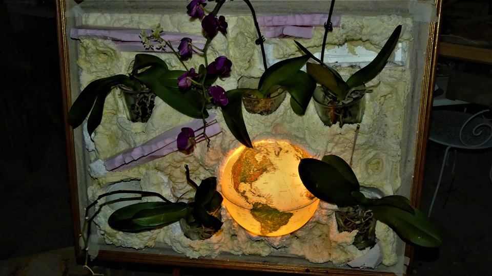 christoballone's tweet photo. #bormeslesmimosas  #orchidee    #Netherlands    #tableauvégétalisé #monaco #tropicale #orchidees #hyeres #sttropez #streetart  #artflorale https://t.co/VFyOsP80oh
