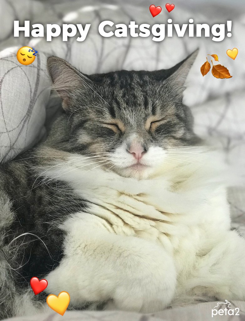 PETAShares's tweet image. How's your #rescue cat celebrating this special #Catsgiving day? 🍂🐱❤️
