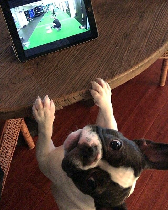 Elevate_Echelon's tweet photo. Get that Turkey Burn on early like @BlackjackTheFrenchie ๐ฆ๐ฅ๐ช๐ถ 'Lean Body Burn' with @Squad_WOD on-demand now at https://t.co/ugZQqE3brN
๐ #FORTEFAM @LFOUNDOS https://t.co/NpNc97a0ju