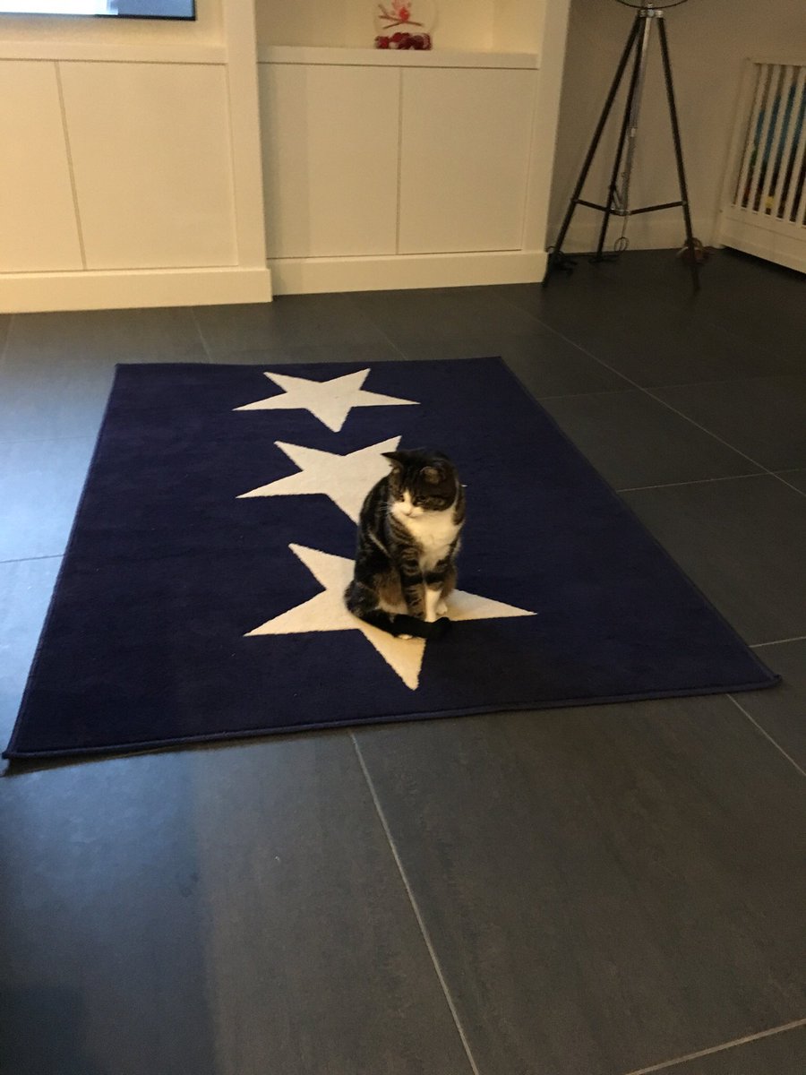 naturalypaola's tweet photo. The walk of floppy 😹#Star #FamousWild #famous #Walkoffame #cats #CatsOfTwitter #biggestfan https://t.co/pHd5oRZZ0g