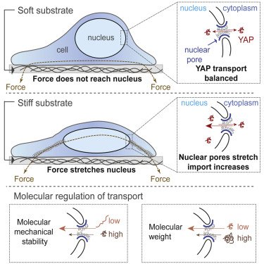 CellCellPress's tweet photo. #YAP is a #mechanosensitive transcriptional activator with a critical role in #cancer, #regeneration &amp; #organsize control. Interestingly, force applied to the nucleus directly drives YAP #nuclearimport by reducing mechanical restriction in nuclear pores. https://t.co/dBQBY0qENx https://t.co/BjWtp1ge5J