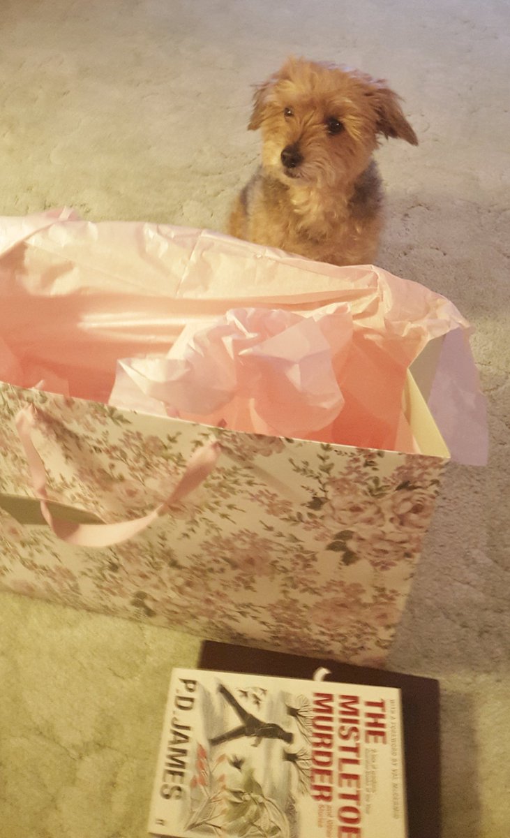 Christine_Emb's tweet photo. What do you mean none of these gifts are for me?! #bellafame https://t.co/oM4yUJkzD7