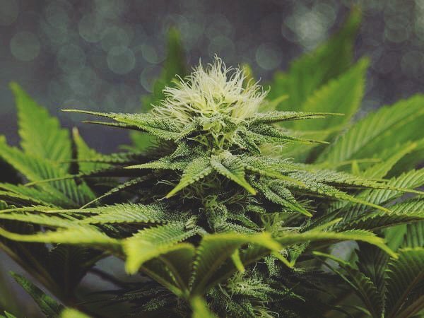 mrniceseedbank's tweet photo. #organicpatterns ☯️🌿
.
Wherever we look, the human eye is drawn to symmetrical patterns.The beauty of a flower, the the majesty of its patterns, and even the soil in which it grows can exhibit nature's symmetry. Come join us as we show you the symmetry in our plants and the … https://t.co/Pe37zzxuoE