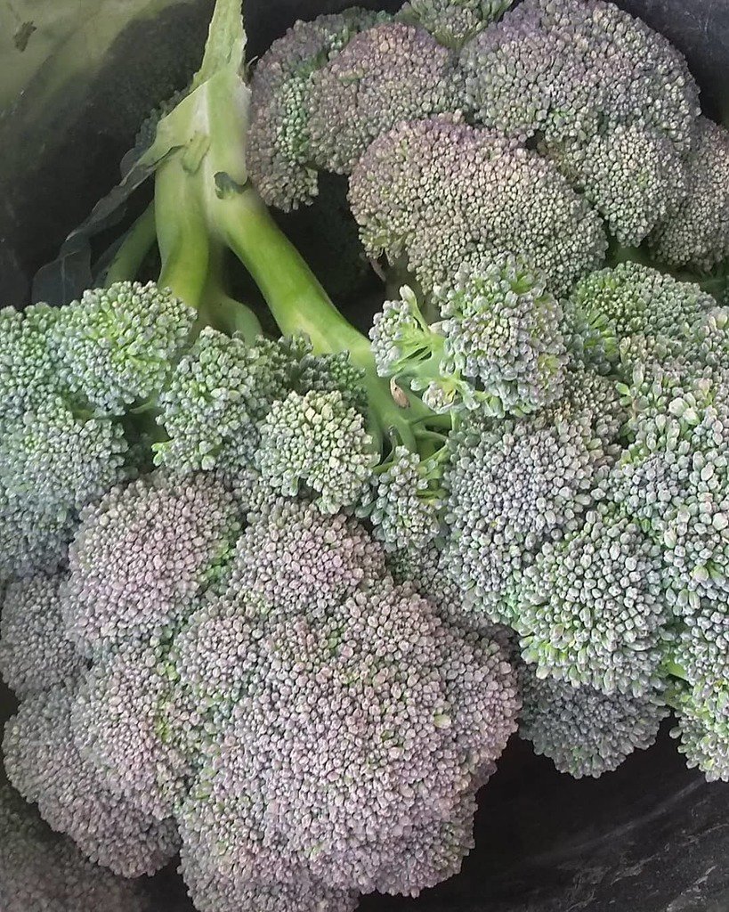 TopsyFarms's tweet photo. Just picked a small pailful of broccoli this am, Nov 22nd! I always wait until gardens are truly zapped before cleaning up. 
#farmlife #foodstorage #freshfarmfood #feedthesoil #feedinggarden #feedyourfamily #gardentreasures #feedthefamily #abundance #bro… https://t.co/dqYqsY3kWb https://t.co/Nu97rfpGME